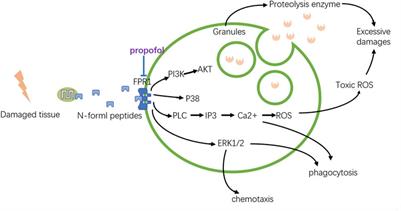 The benefits of propofol on cancer treatment: Decipher its modulation code to immunocytes